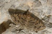 Alucita cymatodactyla