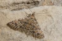 Alucita cymatodactyla