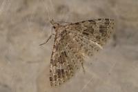 Alucita hexadactyla