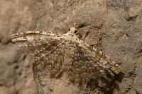 Alucita cancellata
