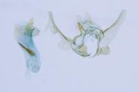 Phalonidia manniana
