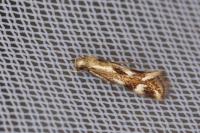 Elachista utonella