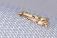 Elachista utonella