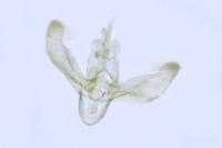 Elachista utonella