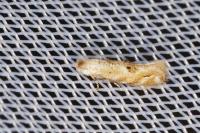 Bucculatrix bechsteinella
