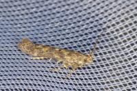 Scrobipalpa ocellatella