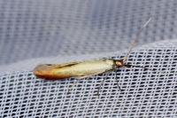 Coleophora alcyonipennella