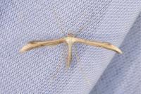 Emmelina monodactyla