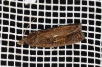 Endothenia quadrimaculana