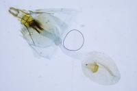 Endothenia quadrimaculana