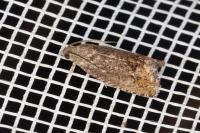 Cydia splendana