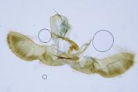 Cydia splendana