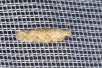 Scrobipalpa salinella