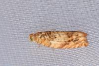 Gypsonoma minutana