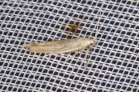Coleophora lassella