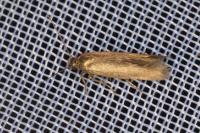 Scythris terrenella