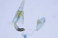 Coleophora lassella