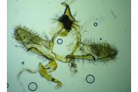 Cnephasia pumicana