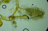 Cnephasia pumicana