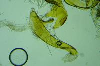 Cnephasia pumicana