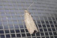 Cnephasia pumicana