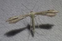 Adaina microdactyla