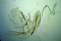 Adaina microdactyla