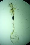 Coleophora lusciniaepennella