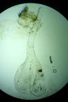 Agonopterix yeatiana