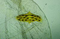 Agonopterix yeatiana