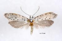 Yponomeuta padella