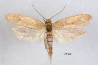 Myrmecozela ataxella