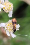 Nemophora minimella