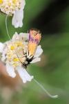 Nemophora minimella