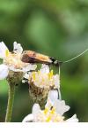 Nemophora minimella