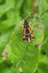 Pyropteron chrysidiforme