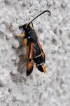 Pyropteron chrysidiforme