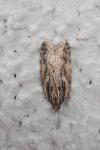 Acleris umbrana