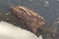 Acleris umbrana