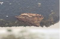 Acleris umbrana