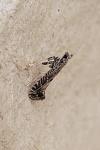 Parornix scoticella