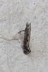 Parornix scoticella