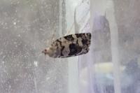 Dichelia histrionana