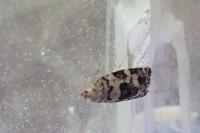 Dichelia histrionana