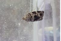 Dichelia histrionana