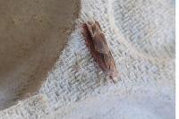 Eucosma conterminana