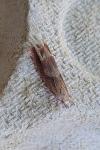 Eucosma conterminana