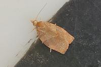 Pandemis heparana