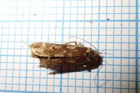 Anacampsis blattariella