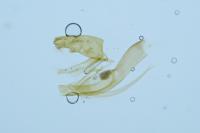 Anacampsis blattariella